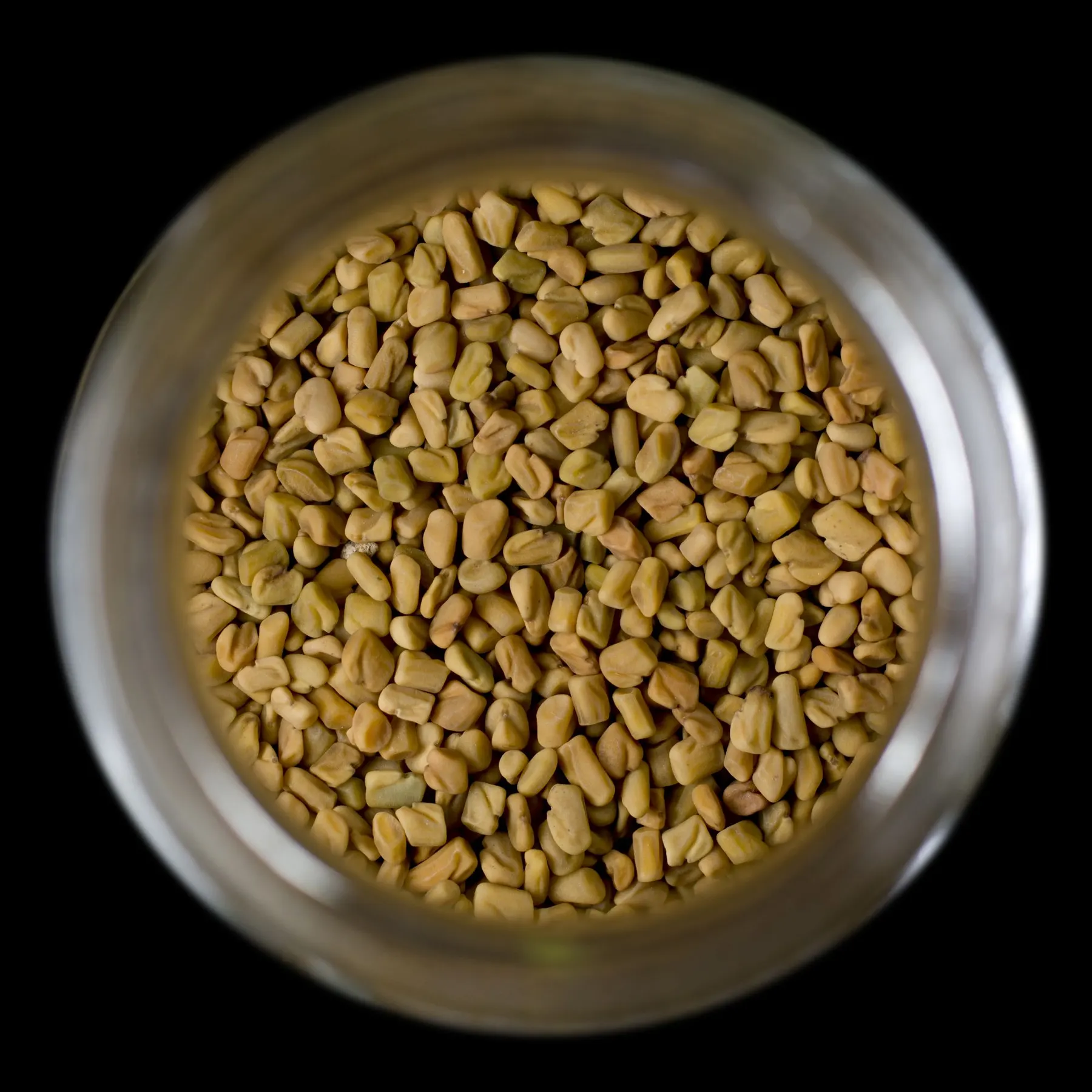 حلبة