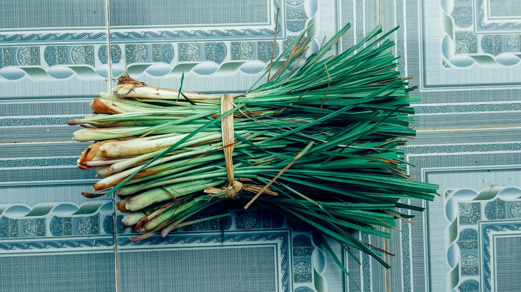 Citronnelle — Cymbopogon citratus