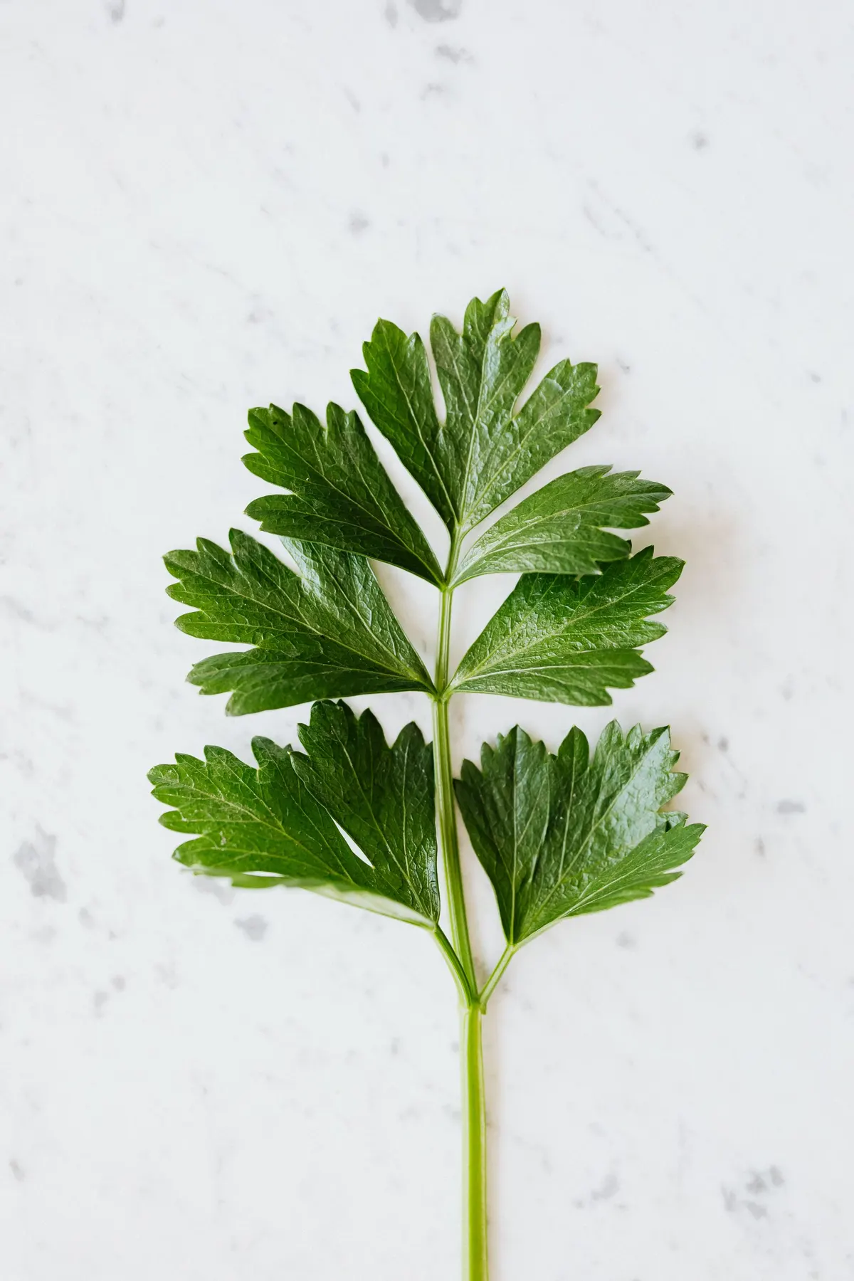 Parsley — Petroselinum crispum
